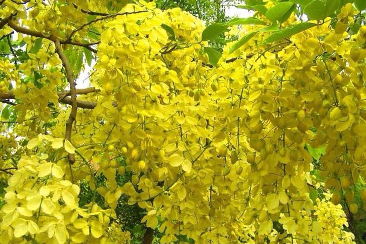 Kanikkonna Flower